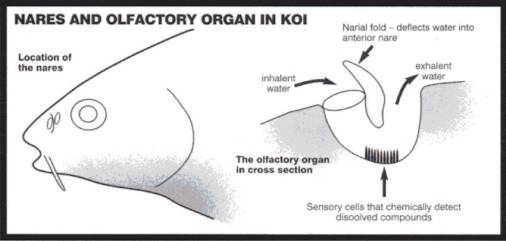 Why do sharks and other fish have nostrils? : r/askscience