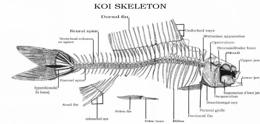 Anatomy Outline