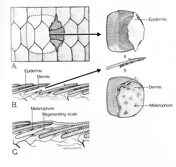 Scales All koi scales are of the cycloid type and most koi have scales 