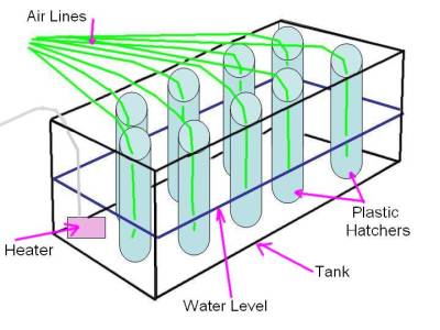 Brine Shrimp Eggs. Newly hatched rine shrimp are