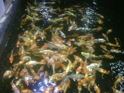 some nice koi here.jpg