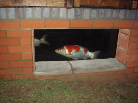 pond with fish3.jpg