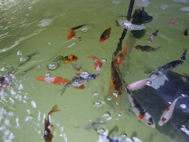 Dscf5990.jpg