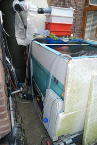 growing on tank for upload.jpg