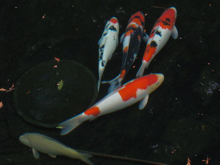 koi with flash