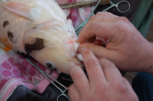 cleaning up the blood - which was already clotting