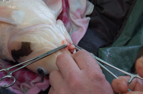 it's a piece of bone ...???