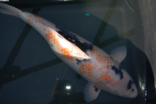 after being revived - ready for bagging for the return trip home