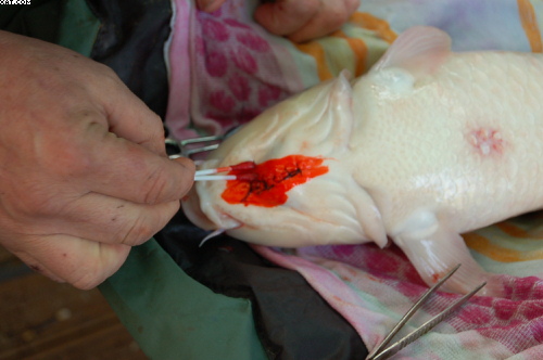 Mercurochrome applied