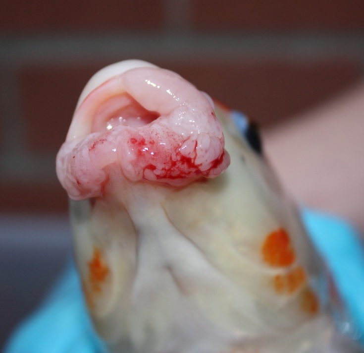 koi1.jpg