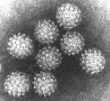 papilloma virus