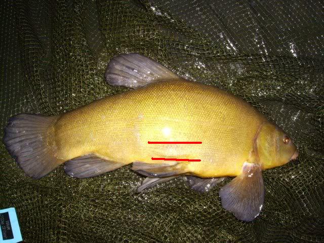 see this  protusion  only the male tench has this  pronounced Gonad  protusion