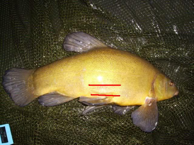 see this  protusion  only the male tench has this  pronounced Gonad  protusion