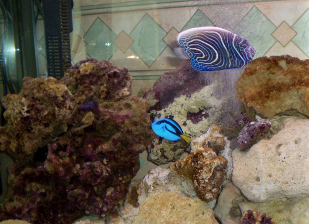 fish1.jpg