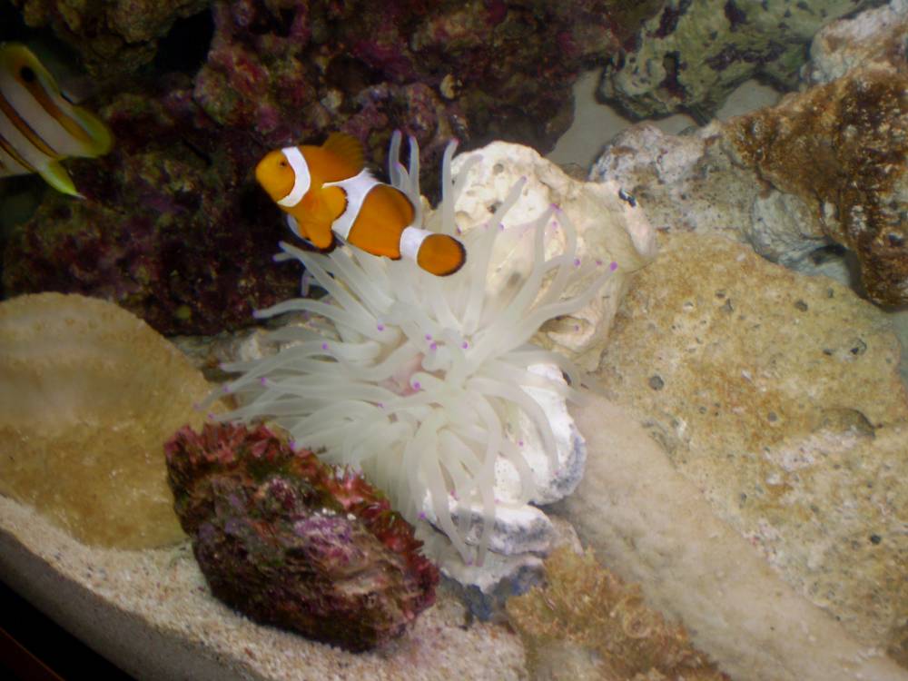 fish4.jpg