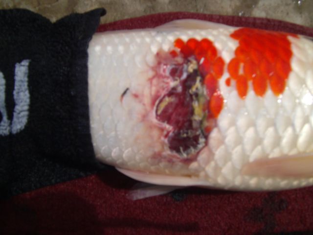 PICT0002.jpg