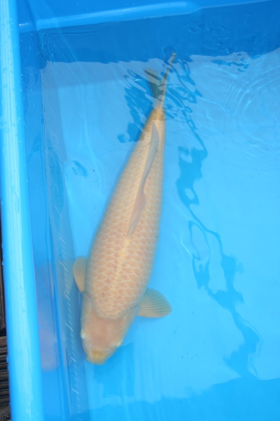 7chag 57cm female £400.jpg