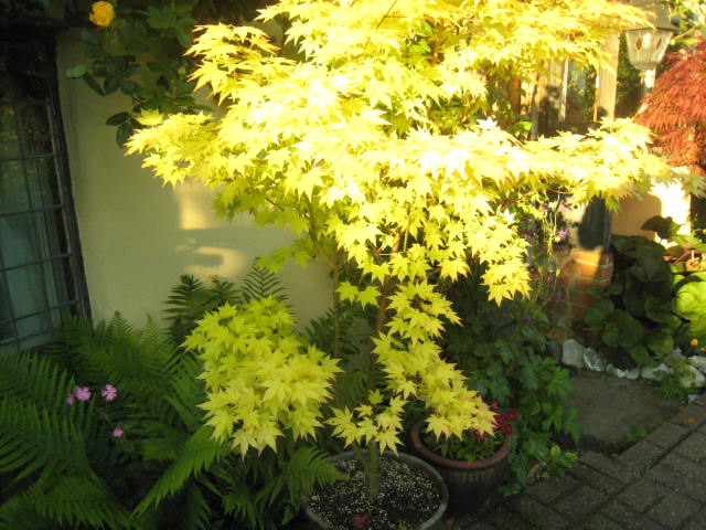 acer orange dream 5ft 001.JPG