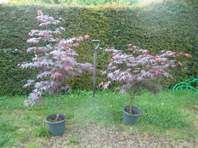 acer orange dream 5ft 003.JPG