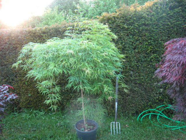 acer orange dream 5ft 005.JPG