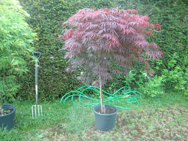 this is a big tree very healthy £55