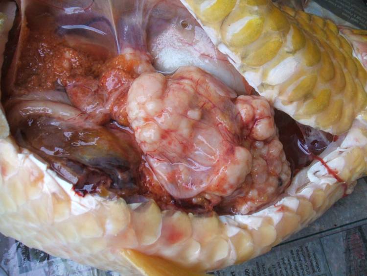 tumour 2.JPG