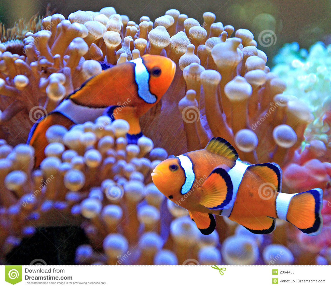 clown-fish-2364465.jpg