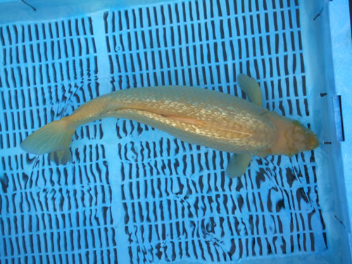 Cuttlebrook GinRin Chagoi