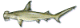 Hammer Head shark Hammer Head shark