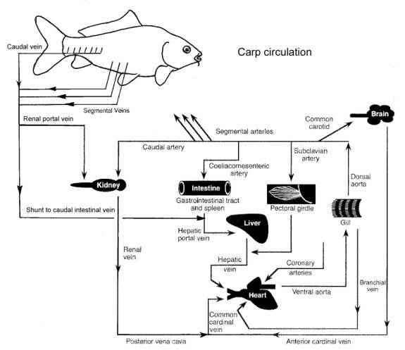 simple heart diagram blood flow. side of lood flow diagram